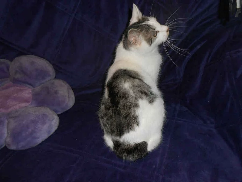 Kurilský bobtail + PP - Vysočina